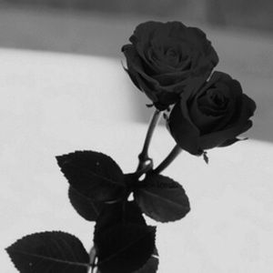 Meet your Posher, Jocelynn